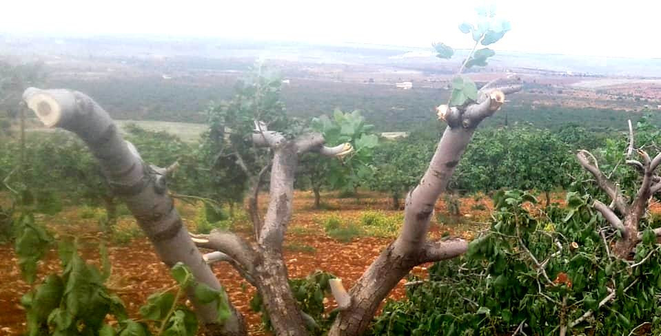 Birecik’te fıstık ağaçları katledildi