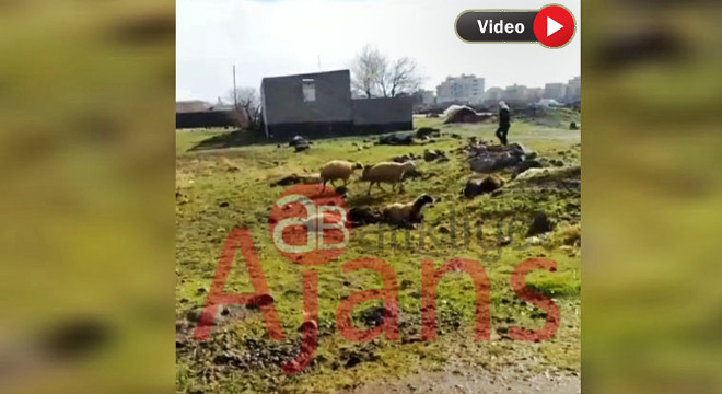 Siverek'te facia: Kopan elektrik teli can aldı