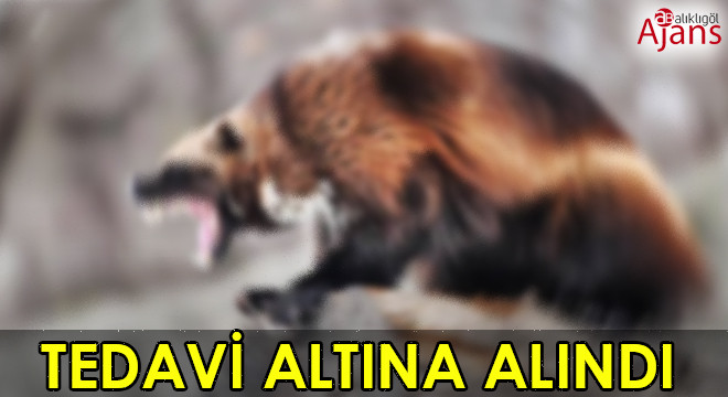 Dünyanın en cesur hayvanı Siverek’te yaralı bulundu