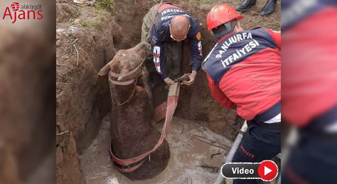 Suruç'ta at kurtarma operasyonu
