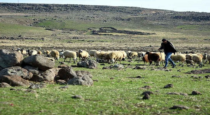 Siverek’te çoban kavgası: 2 yaralı