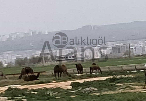 Şanlıurfa’da görenler bir daha dönüp bakıyor!