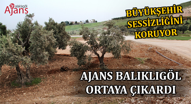 Germuş’ta yol için kaldırılan asırlık ağaçlar meclise taşındı