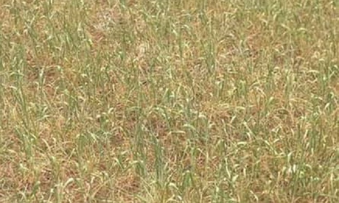 Ziraat odaları destek istedi: Kuraklık kapıda