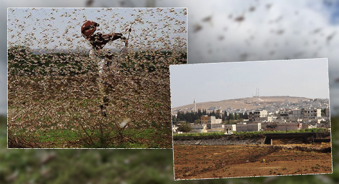 Afrika’da başlamıştı: Şanlıurfa da tehlikede