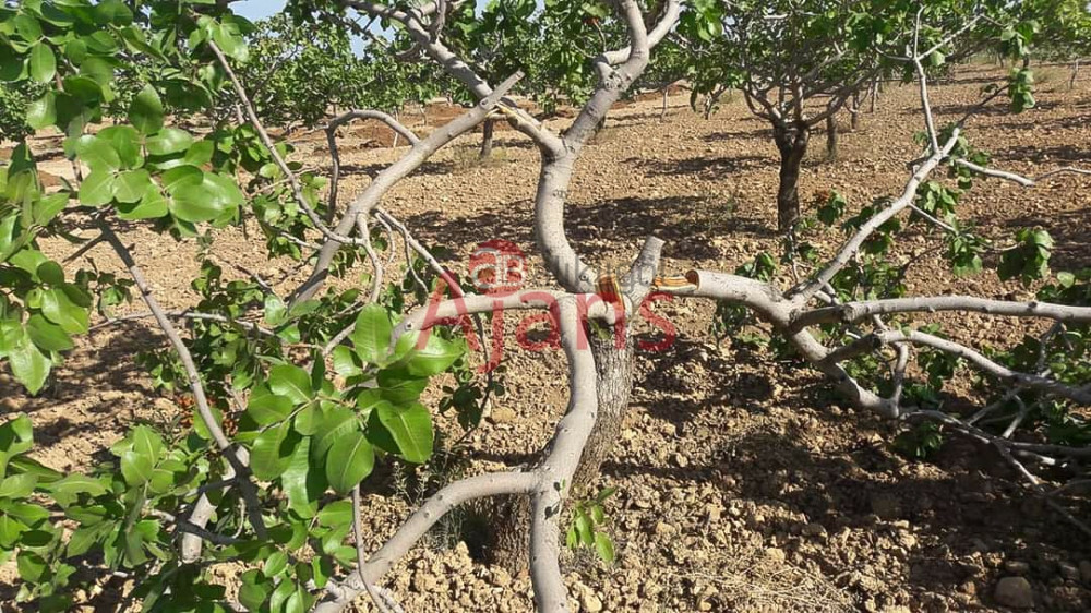 Urfa'da fıstık ağaçlarını katlettiler