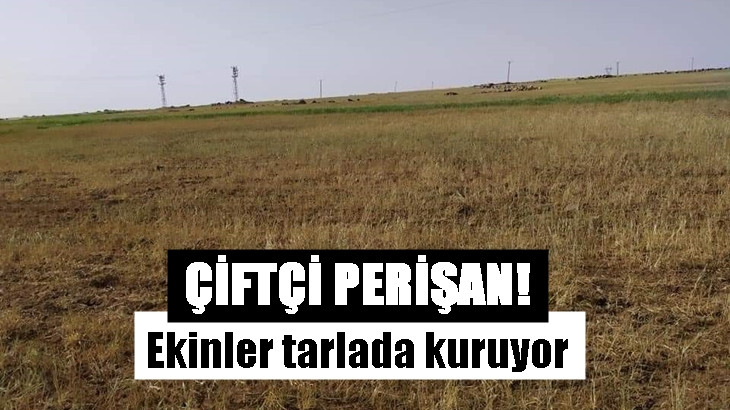 Kuraklık çiftçinin belini büktü