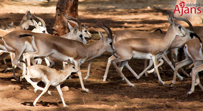 Şanlıurfa’daki ceylan avı ihalesi Danıştay’dan döndü
