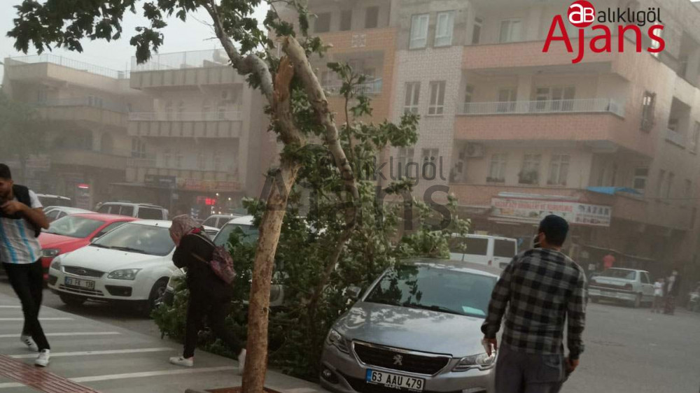 Urfa'da şiddetli rüzgar ağaçları devirdi