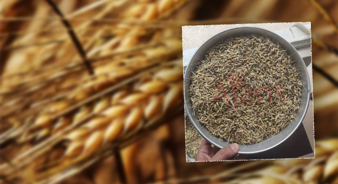 Urfa'da hasat başladı: İlk arpa kaçtan satıldı