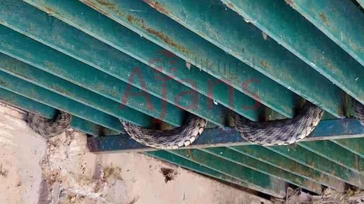 Urfa'da dev yılan eve girdi