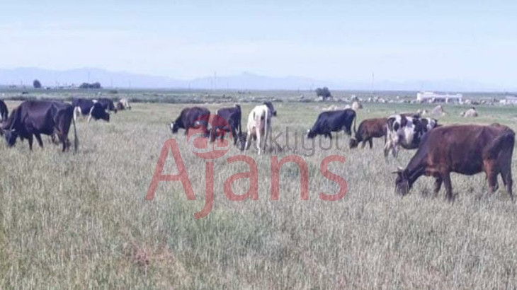 Kuraklık çiftçiyi bitirdi: Ekinler hayvanlara yem oldu
