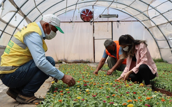 Şanlıurfa’da belediye kendi çiçeklerini yetiştiriyor