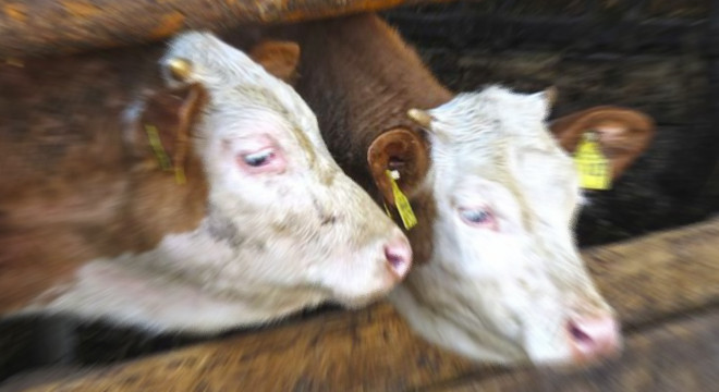 Jandarmanın izini sürdüğü şüpheli Siverek’te yakalandı