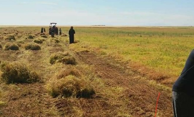 Urfa'da mercimek hasadı başladı