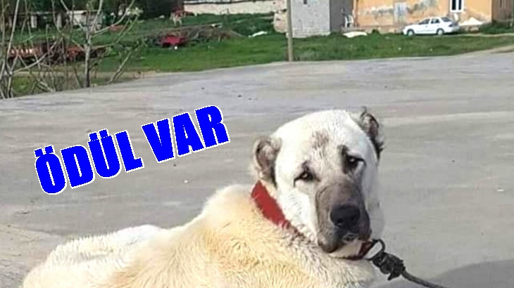 Kaybolan  köpeğini bulana para ödülü verecek