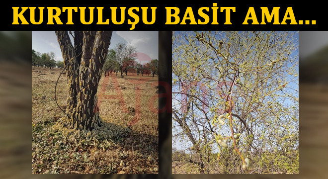 İlçenin tek ormanı tehlike altında