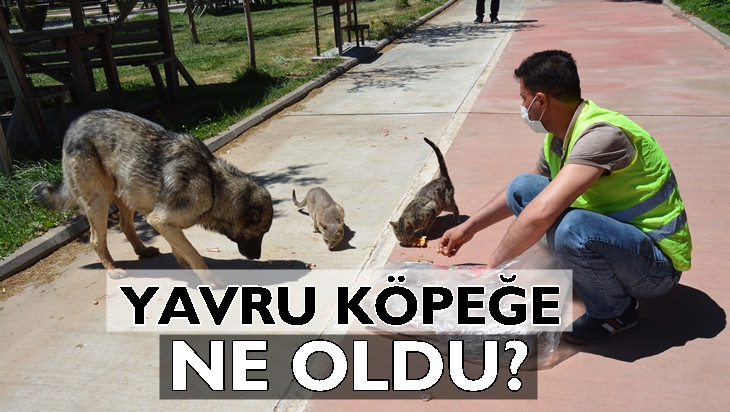 Siverek Belediyesinden o iddialara yalanlama