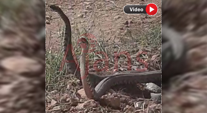 Çiftleşirken görüntülendiler