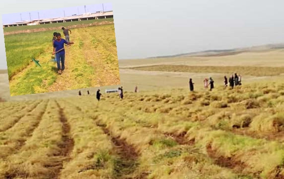 Bunaltıcı havada ekmek mücadelesi