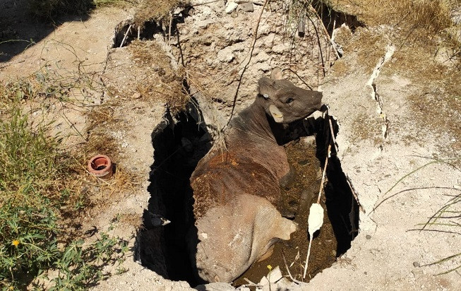 Çukura düşen ineğin yardımına itfaiye koştu