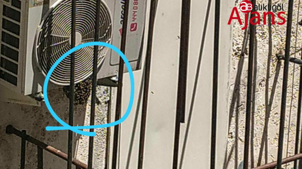 Bal arıları kent merkezine akın etti