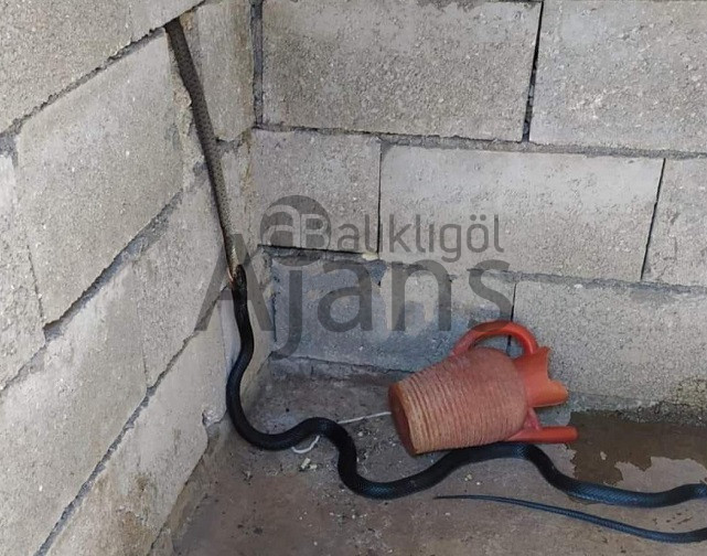 Yer: Şanlıurfa! Yılan yılanı yemeye çalışıyor