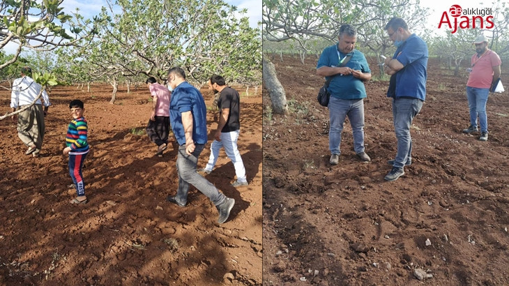 Şanlıurfa’da fıstık ağaçları kuruyor! Konu Meclis’e taşındı
