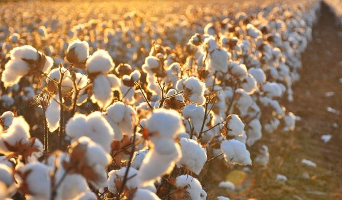 Pamuk desteklemeleri için tarih belli oldu
