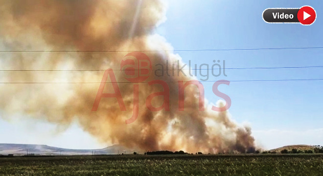 Şanlıurfa'da tarla yangını: Bir yıllık emek yandı