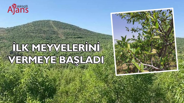Siverek badem ormanı meyve vermeye başladı