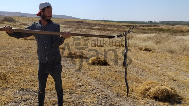 İşçiye saldıran yılan öldürüldü