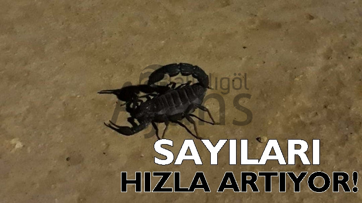 Şanlıurfa'da kara akrepler görülmeye başladı