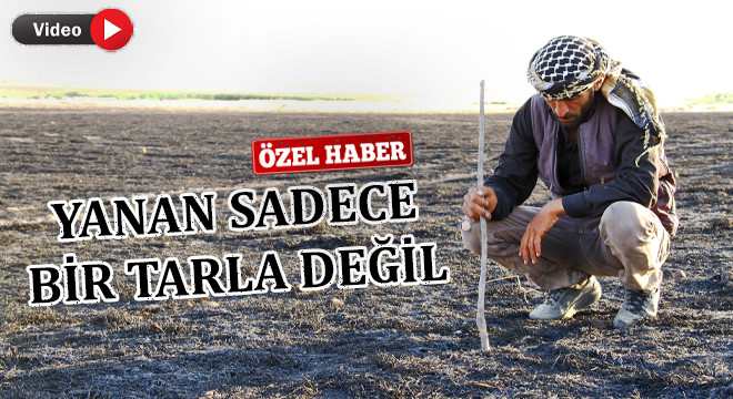 Borç parayla kiralık tarlaya ektiği buğday yandı