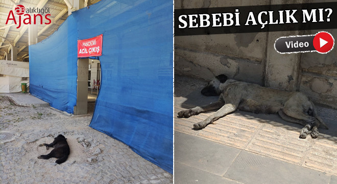 Şanlıurfa'da hastane bahçesinde ‘uyuz’ vakası