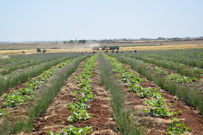 Şanlıurfa’da bir ilk: Lavanta…