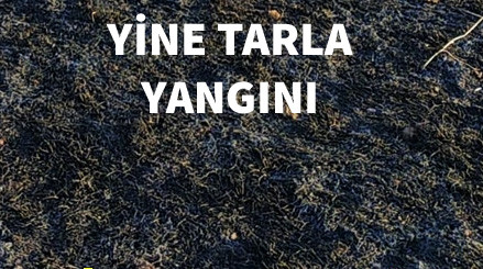 Şanlıurfa'da büyük yangın: 150 dönüm kül oldu