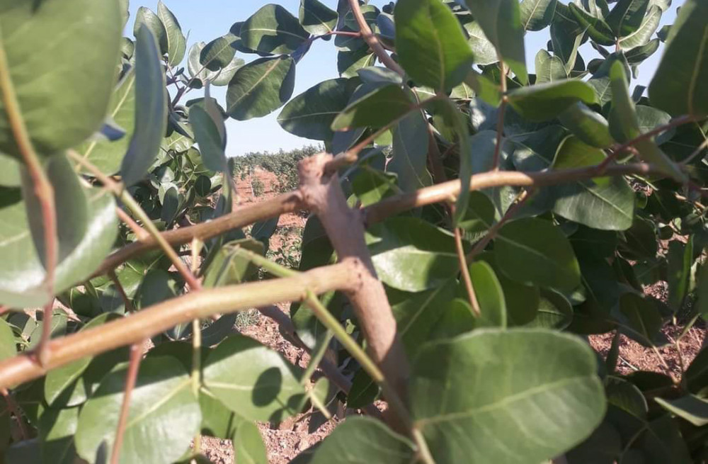 Kalem hırsızları bahçelere zarar veriyor