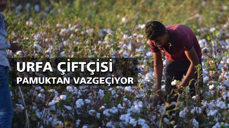 Şanlıurfa'da pamuk üretimi azalıyor