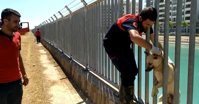 Sulama kanalına düşen yavru köpek kurtarıldı