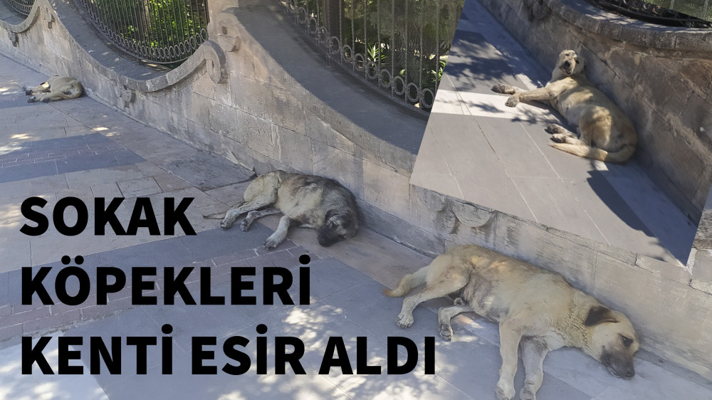 Sokak hayvanları caddeleri istila etti