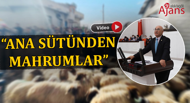 Ceylanpınar’da ‘koyunlara gözaltı’ yeniden gündemde