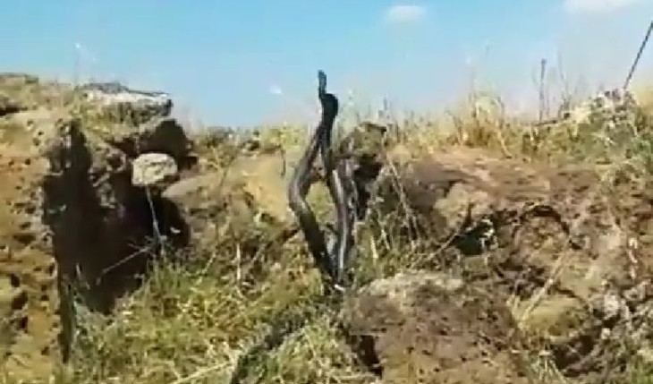 Şanlıurfa'da devasa büyüklükteki yılanların  sayısı artıyor