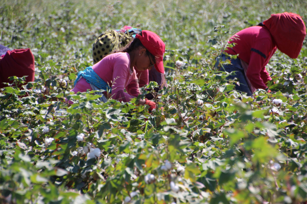 Tarım işçilerinin yevmiyesi güncellendi: İşçiler ne kadar alacak?