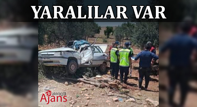 Viranşehir’de otomobil zeytin bahçesine girdi