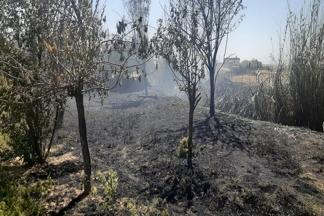 Akçakale’de ağaçlık alanda yangın