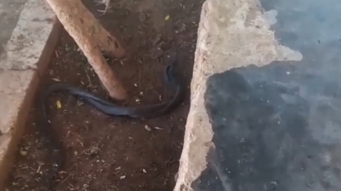 Sayıları hızla artıyor: Yerleşim alanlarına kadar giriyorlar