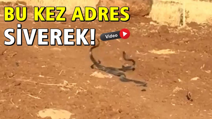 Yerleşim yerlerine kadar giriyorlar