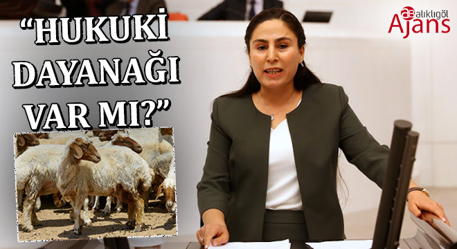 Şanlıurfa’da gözaltına alınan koyunlar bakana soruldu