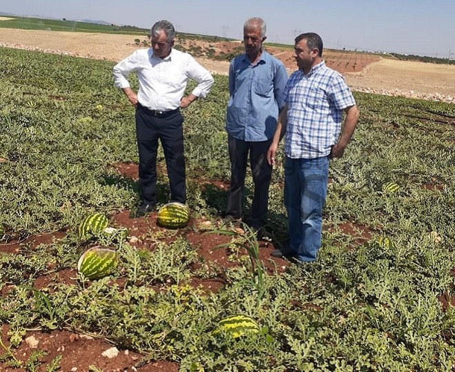 Şanlıurfa’da çiftçiyi hastalık da vurdu